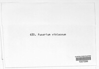 Fusarium violaceum image